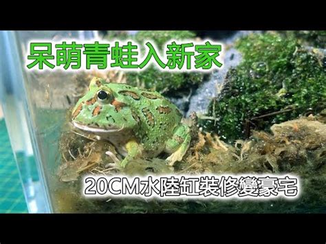 角蛙養在房間|角蛙好飼養嗎？ ｜多品種零售及商品販售｜角蛙專賣店